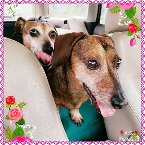 ๐ท๐ท๐ท Meet your Posher ๐ท๐ท๐ท - Picture 3 of 8